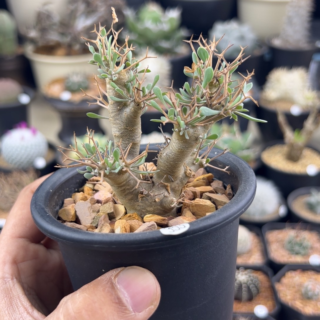 黑鬼殿厚敦菊一物一拍353