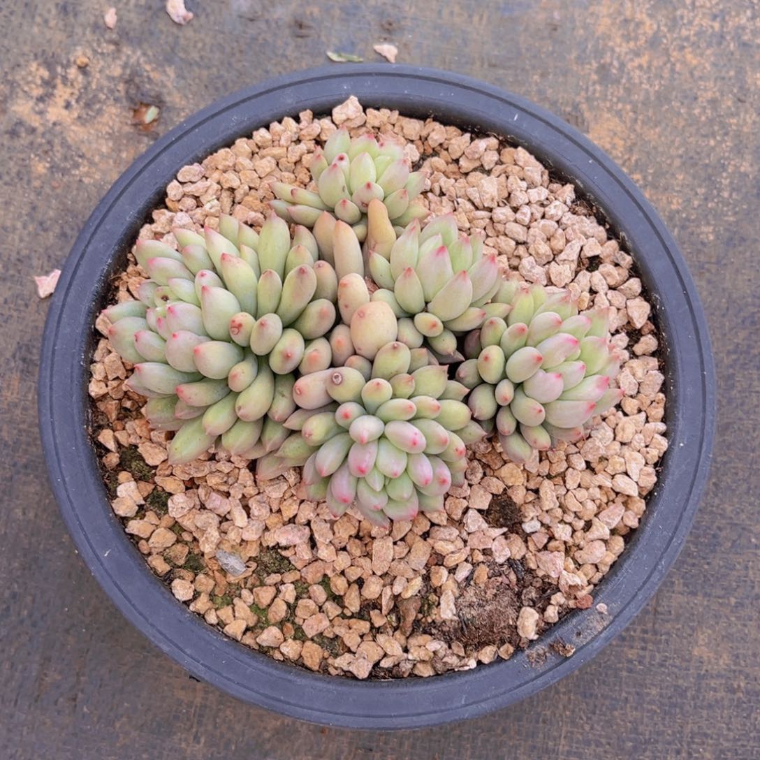 多肉植物多肉植物