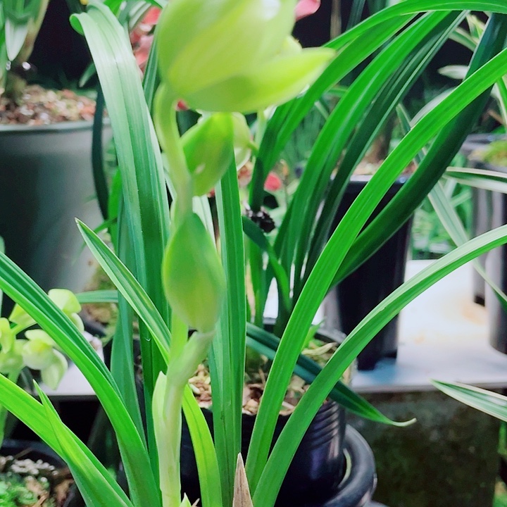 宁***I完全开放一物一漂亮