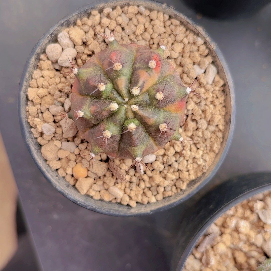 泰系乌贼仙人球7号