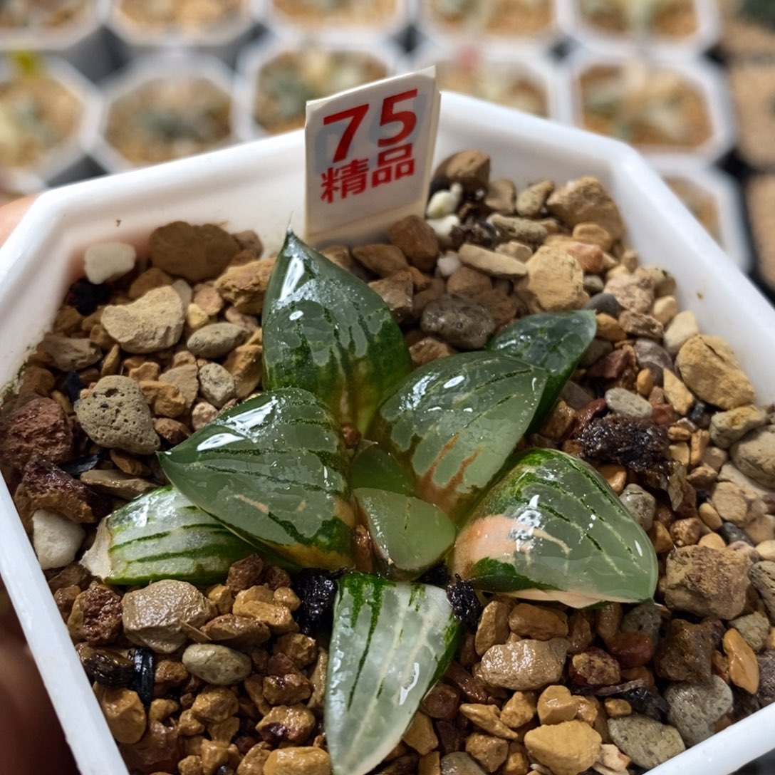 不开花植物75阿房宫