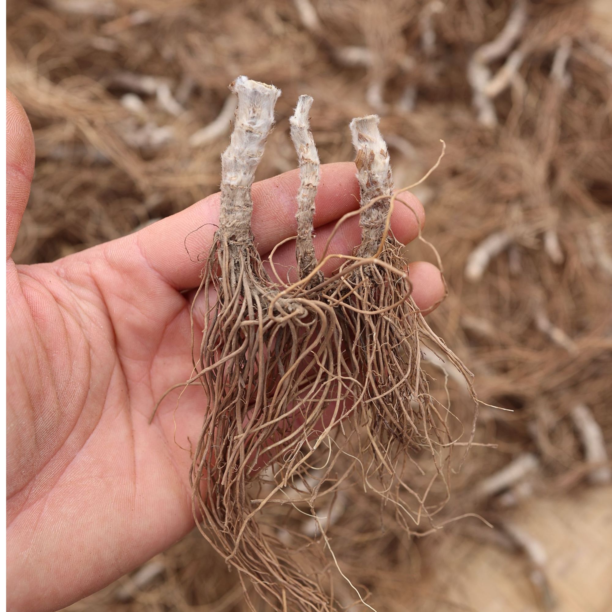 干净无泥地胆头新鲜采挖晒干草鞋婆草鞋底根茎煲汤100克包邮