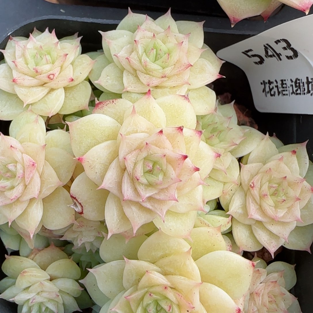 花语逸镜0208-543