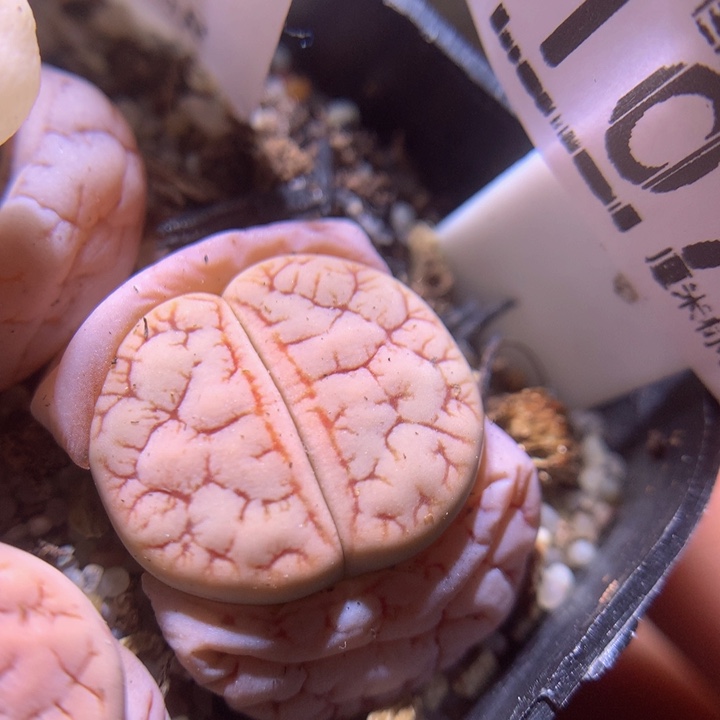 Sss精品生石花1071