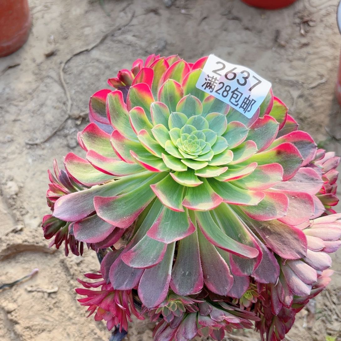 2637朝霞多肉111111