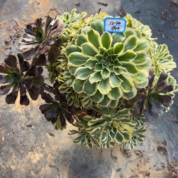 白兰地多肉法师不包损4