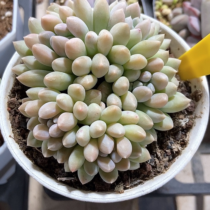 多肉植物奶糖935