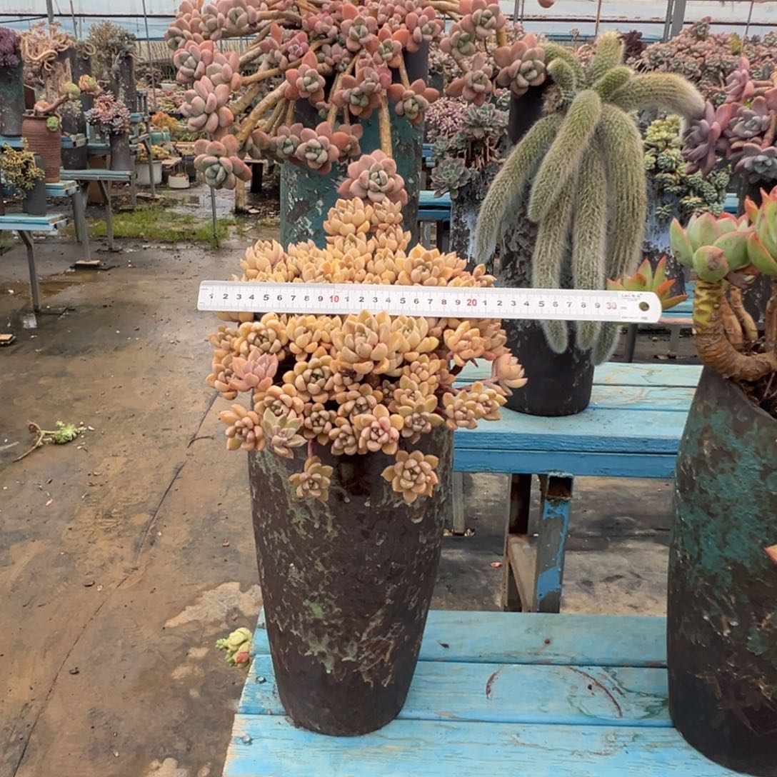 精品油漆桶群生 裸根