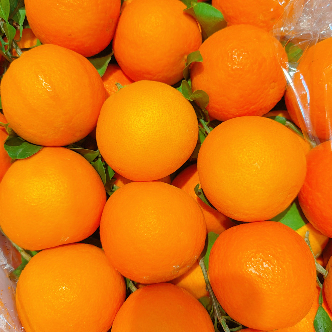 金域果园果冻橙4斤