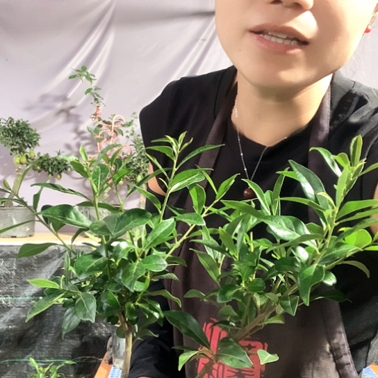 无花朵金弹子小葫芦