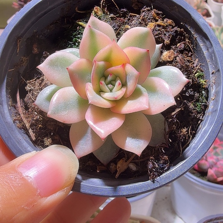 粉爱丽锦多肉植物