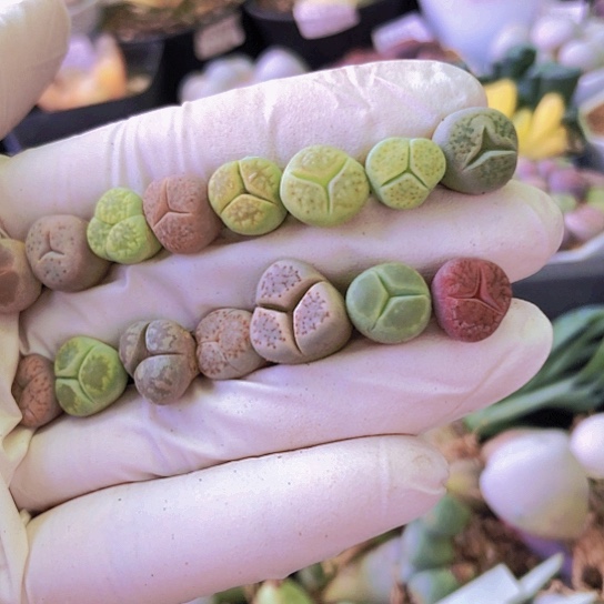 无花朵0767，1厘米左右如图小奔