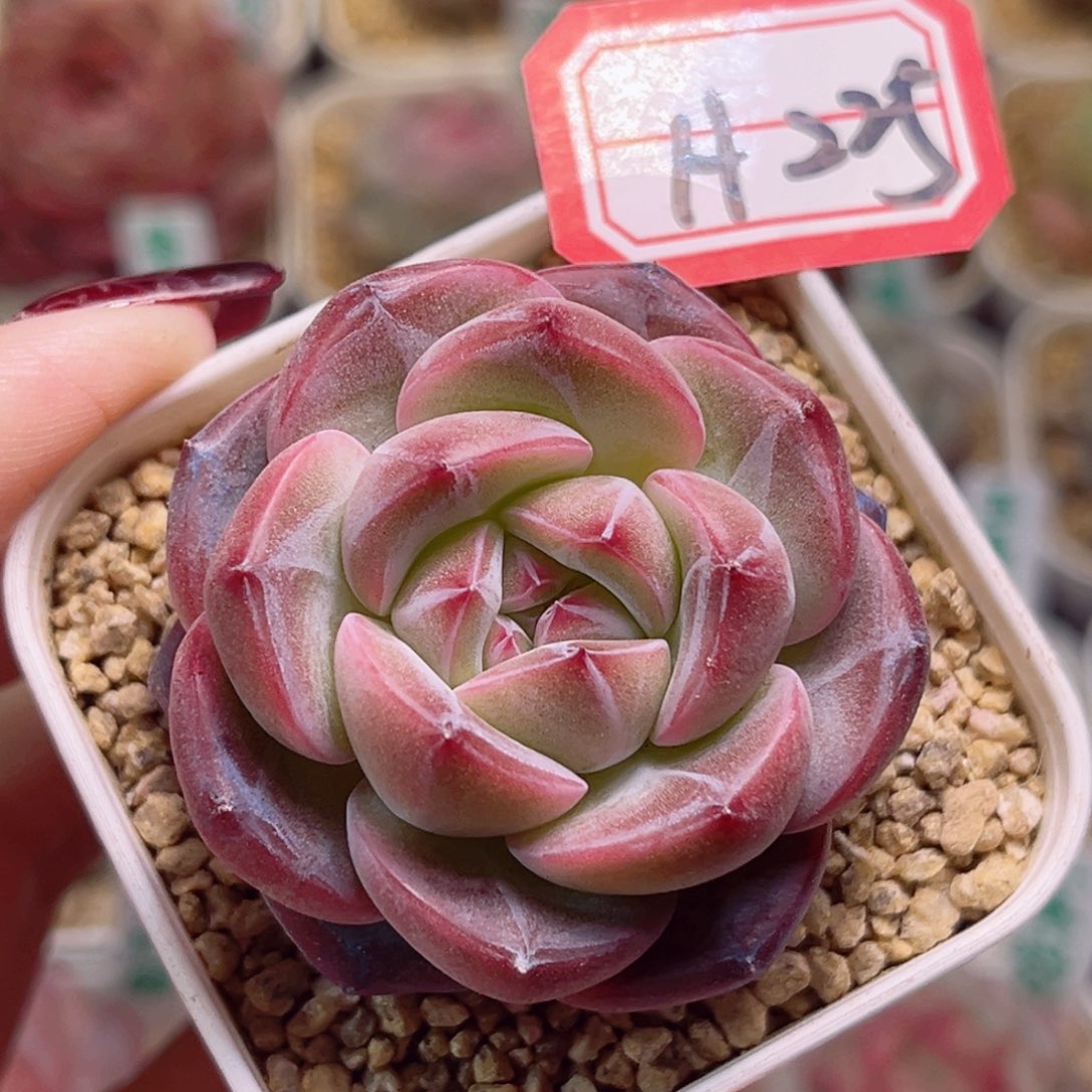 H225一物一拍 扶摇