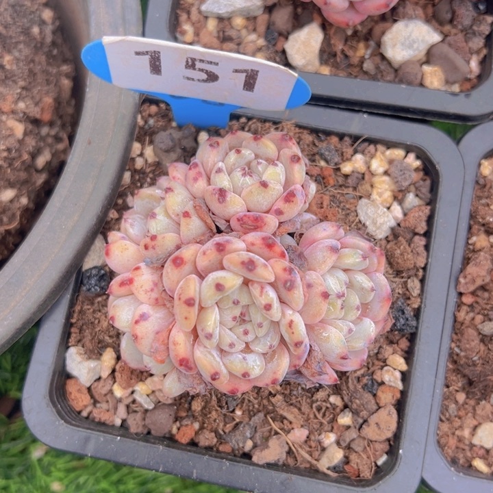 健健康康平平安安