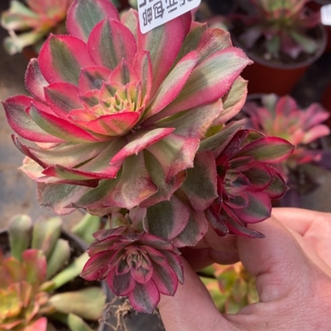 275倾城满25包邮多肉