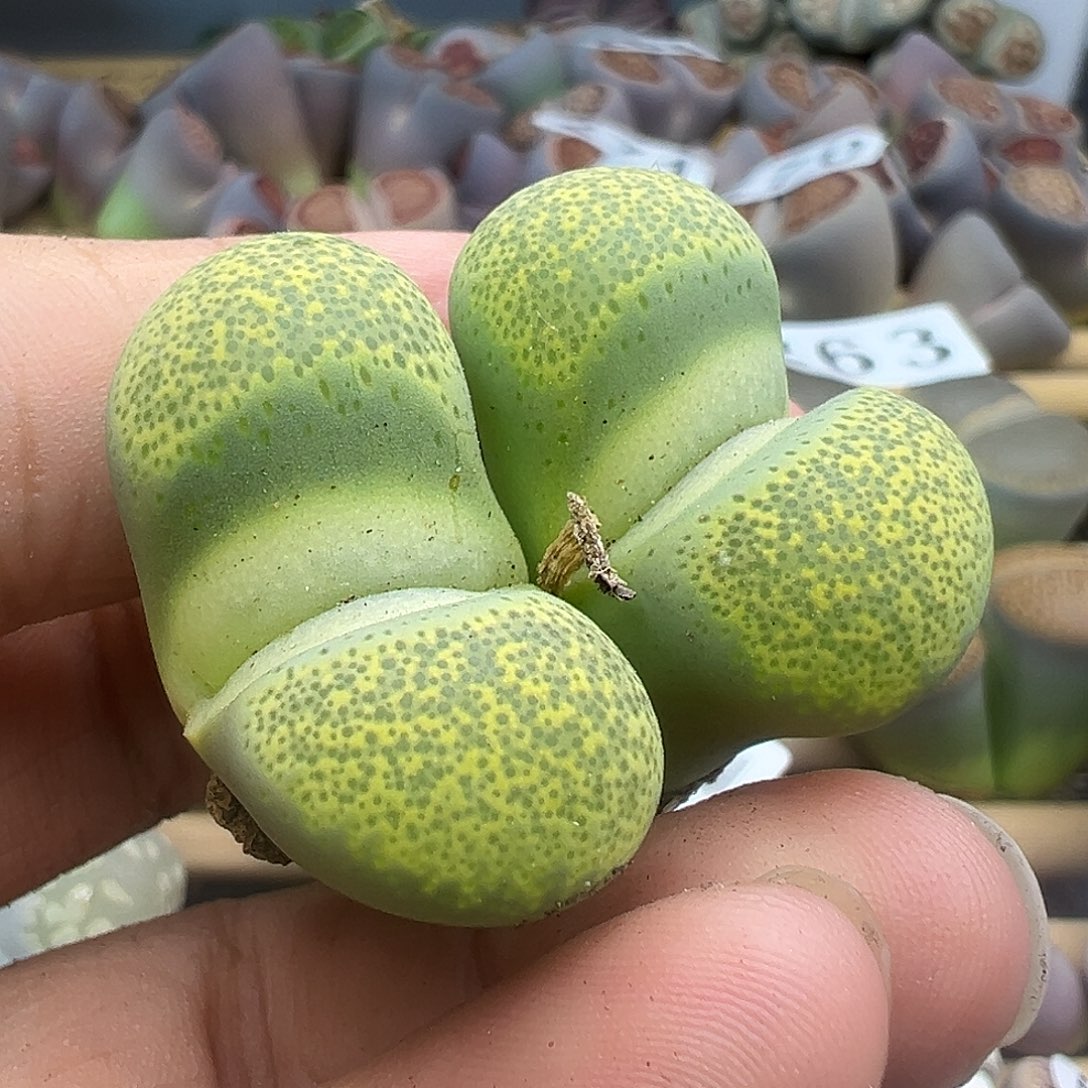 282黄绿碧琉璃福利清