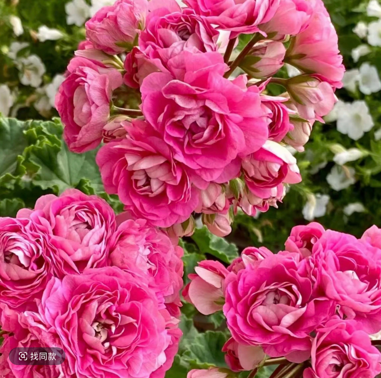 半兽-(卓雅夫人)重瓣天竺葵