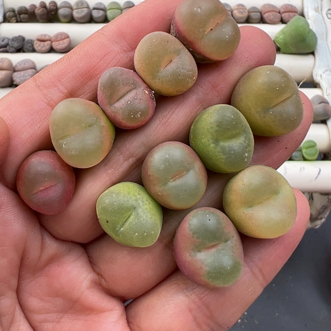 12.13好看的多肉脱土发货908