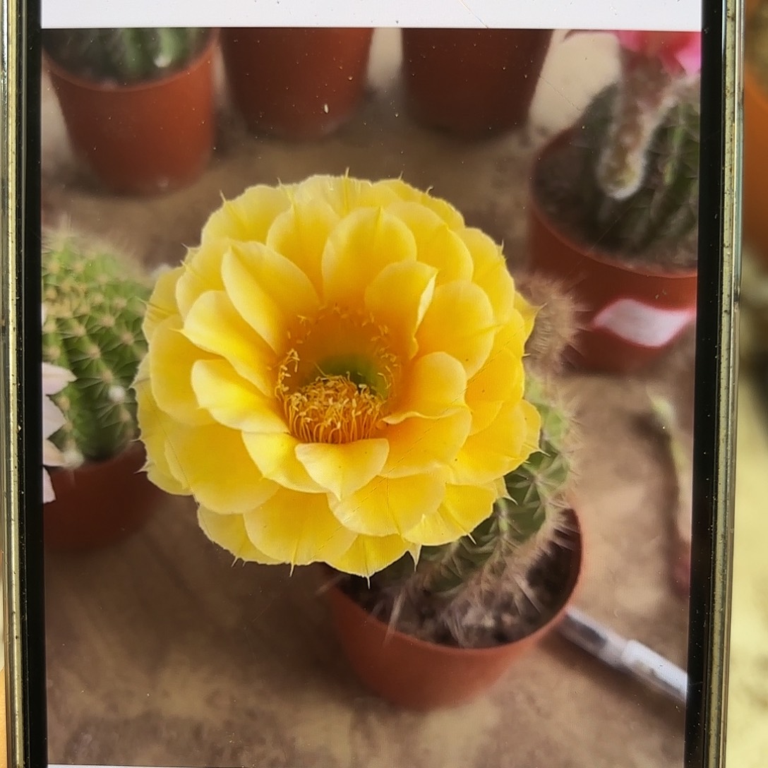 彩草金色黄白7公分左右