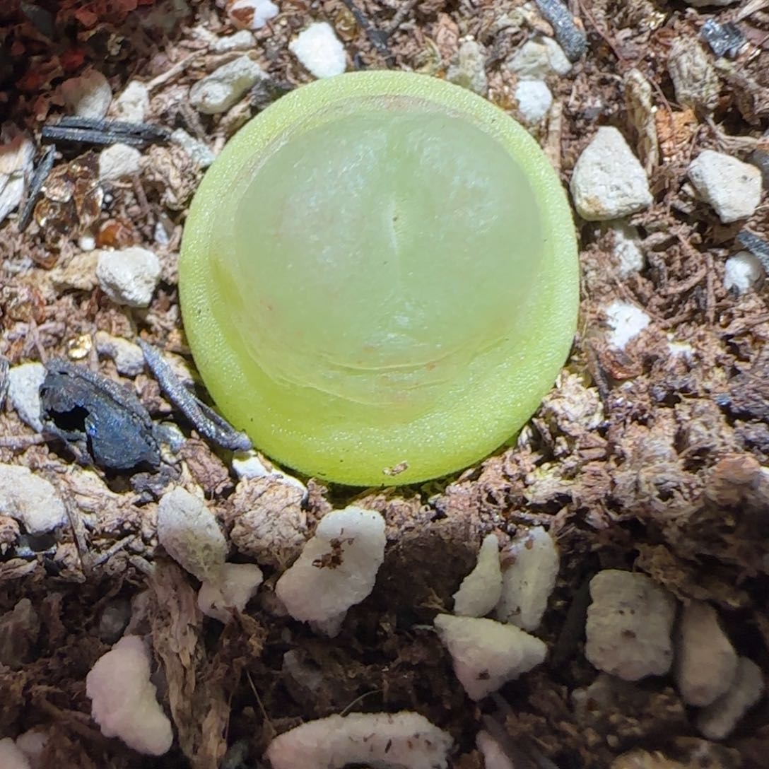 肉锥多肉植物百科25-sh1200拉登602