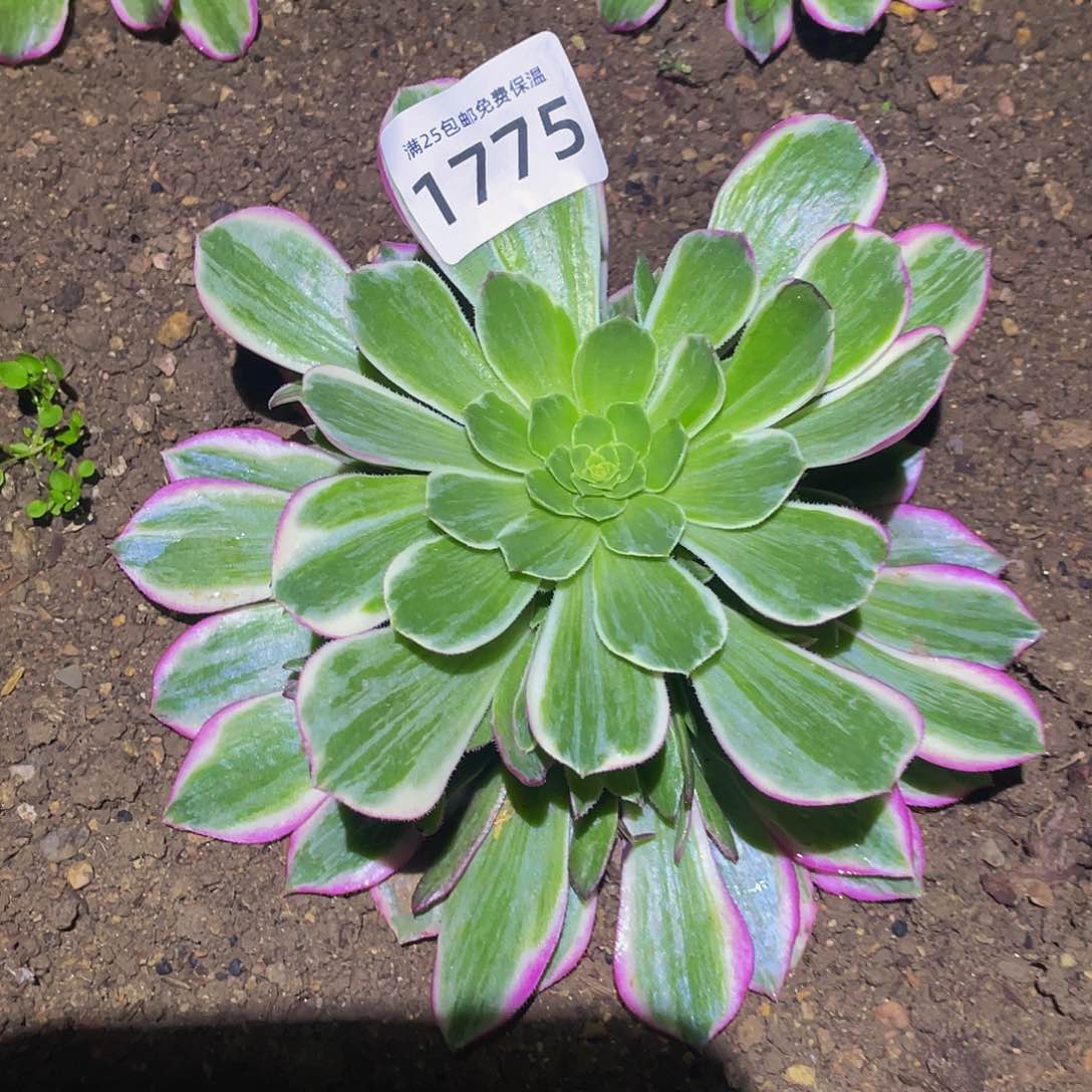 1775万彩灯多肉植物