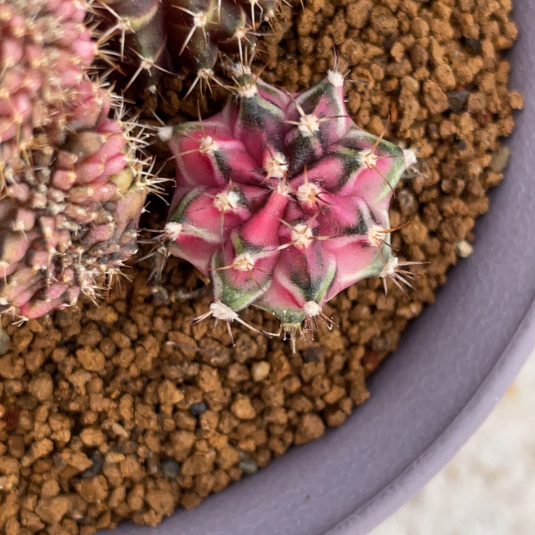 当前无花朵，栽培后可花朵粉臀虎斑