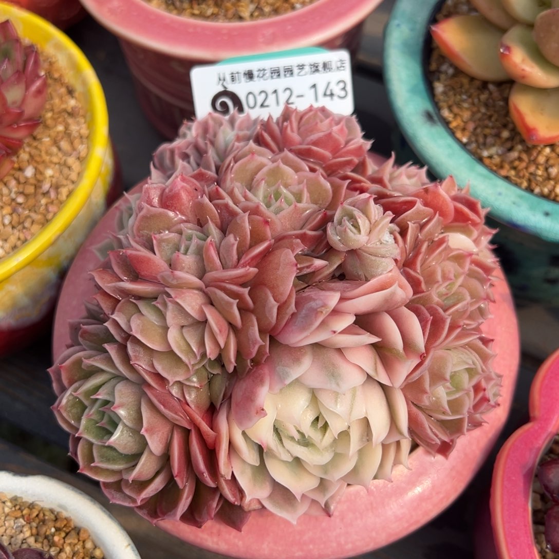 从前慢多肉精选编号0212.143