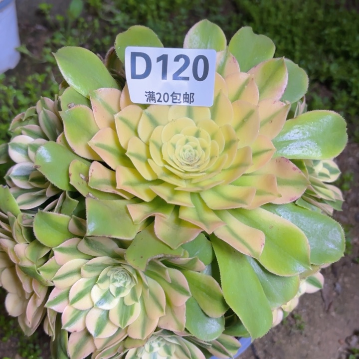 瑞妈园艺，2.1.120