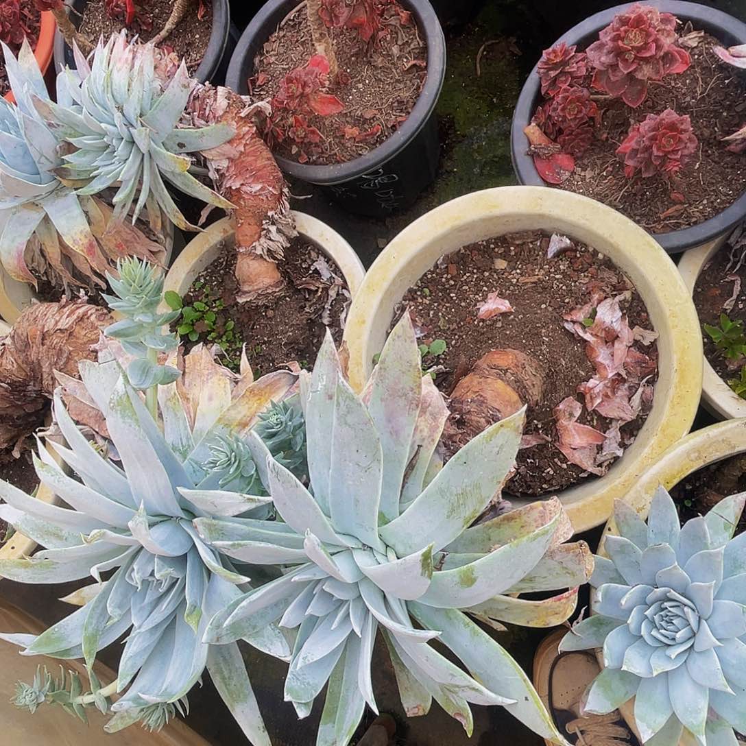 雪山老桩39.8多肉