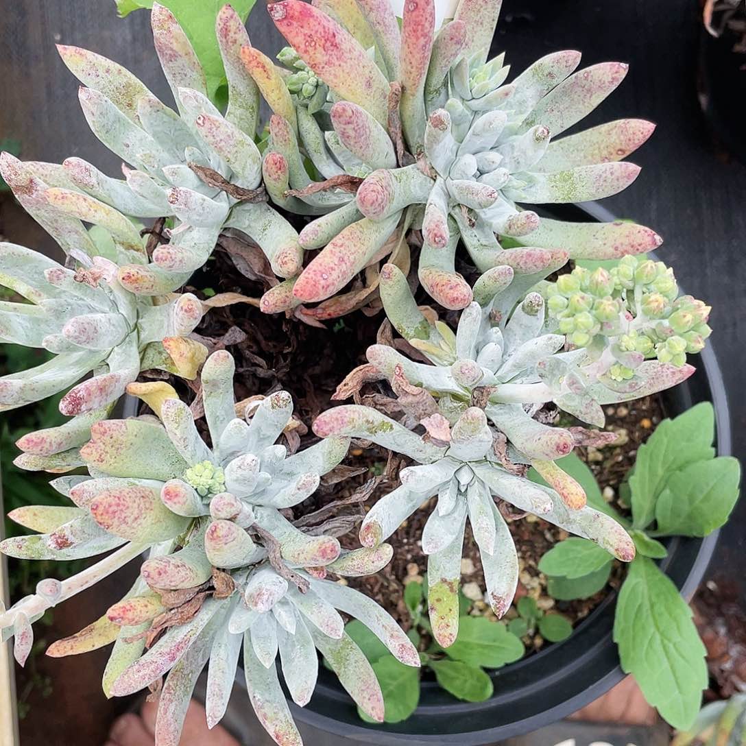 海瑟老桩多头8547