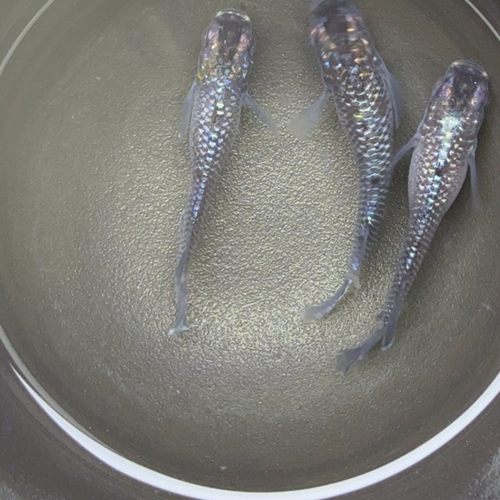 青鳉鱼星光礼服39号