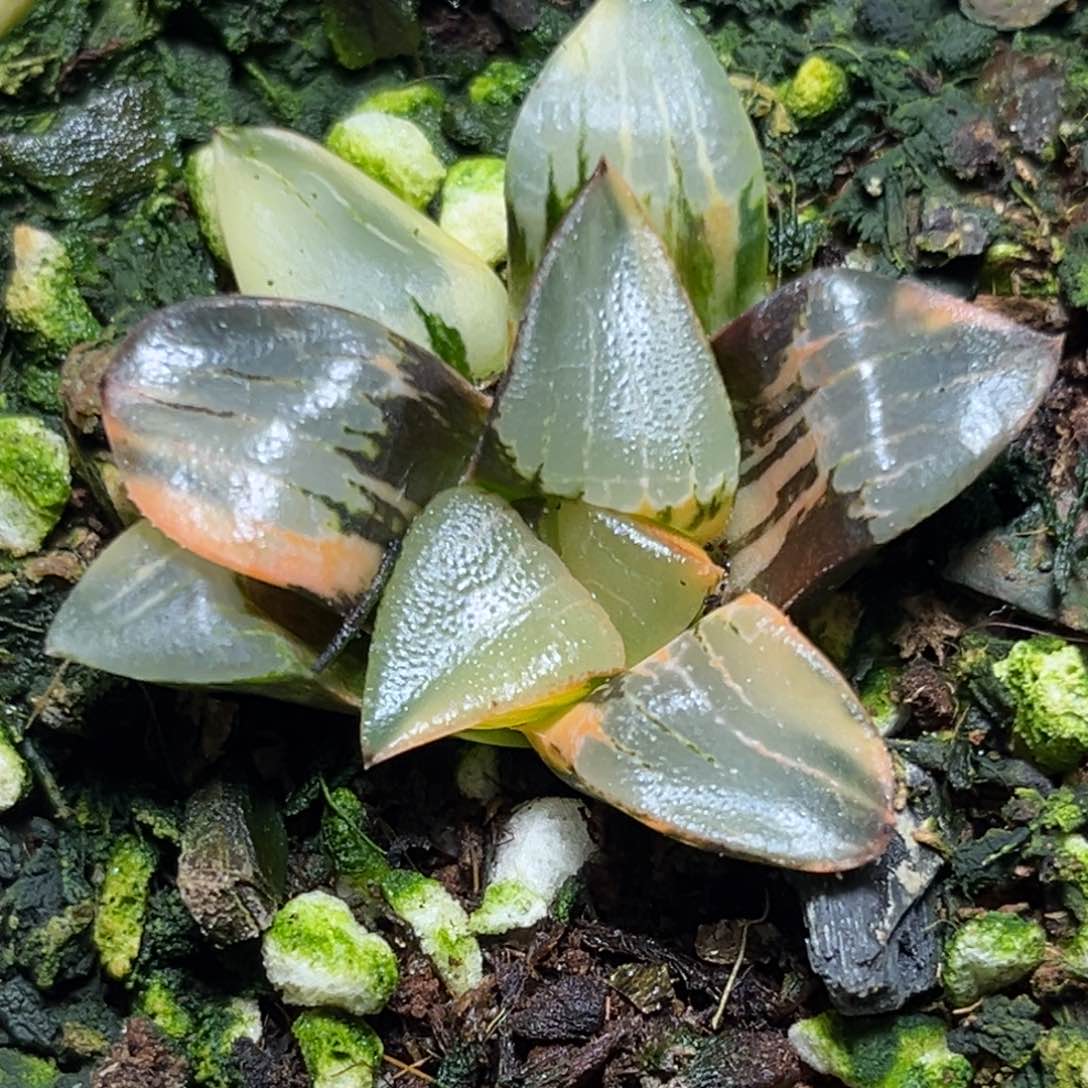 恭喜发财大吉大利807