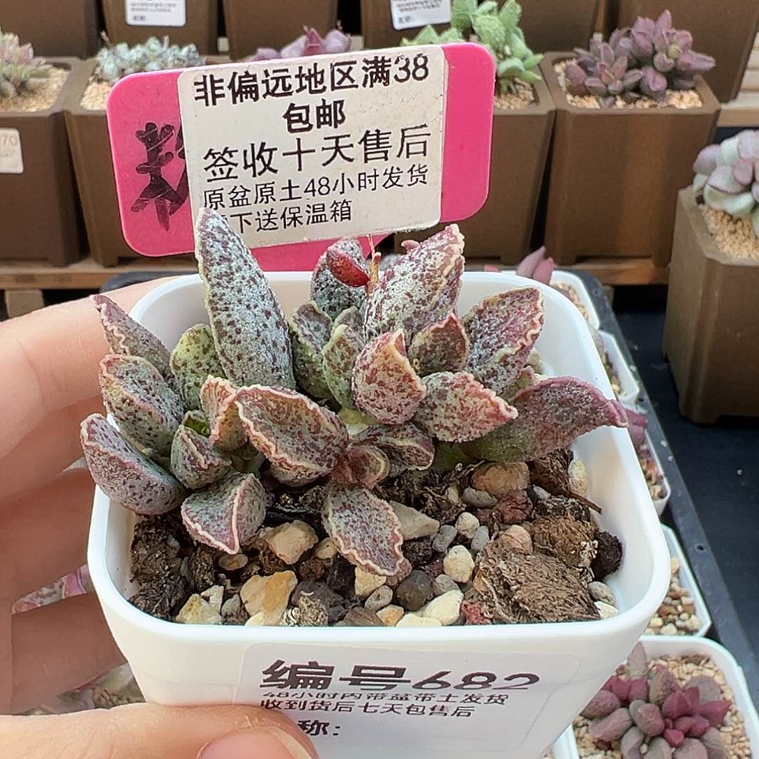 682草莓多肉植物