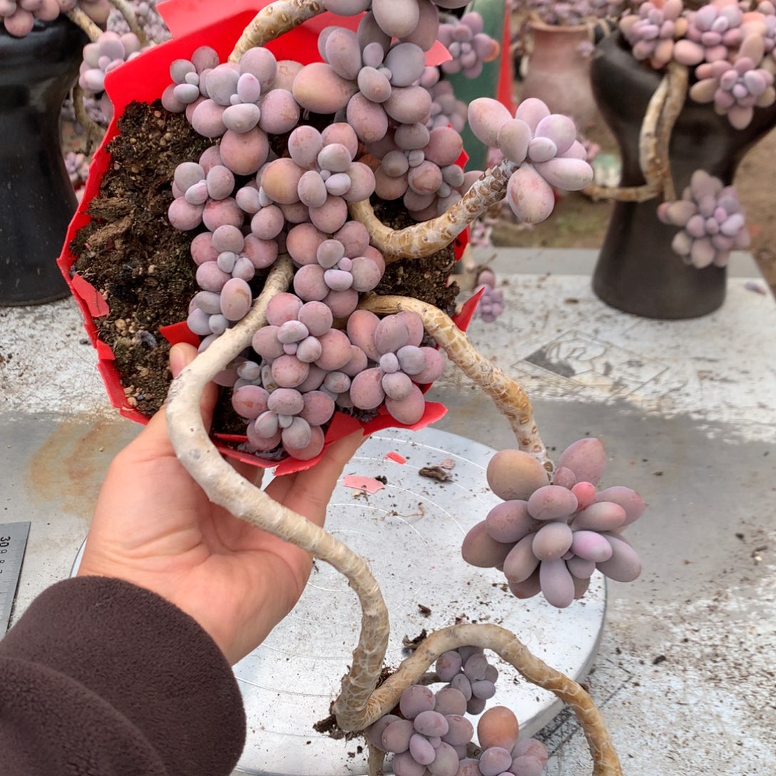 桃蛋老桩不带盆23号