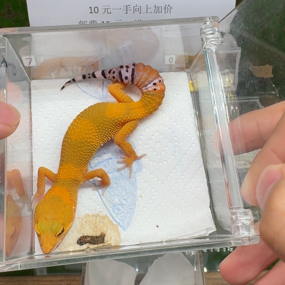 豹纹守宫蜜橘 红绿线 母