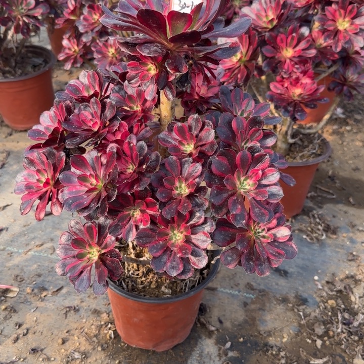 30-20丽娜多肉不包售后