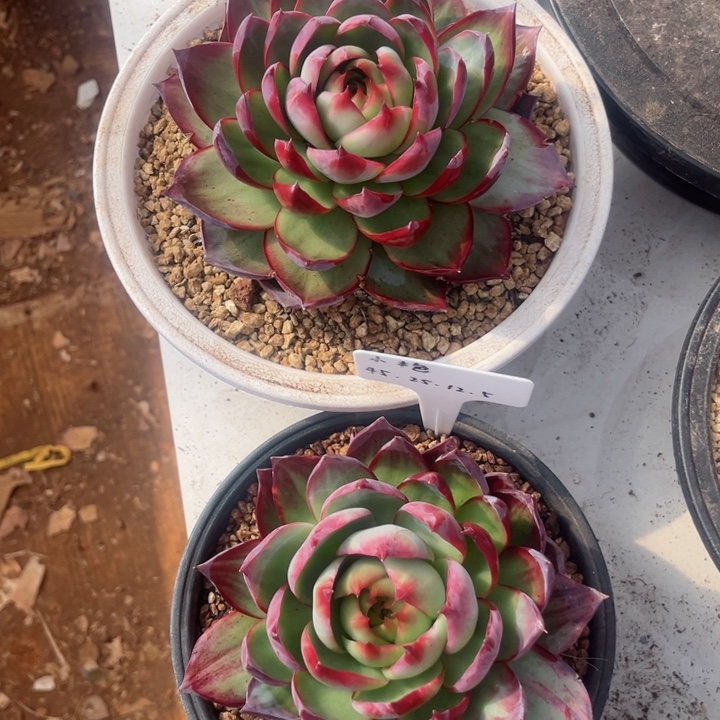 小***艳惊鸿仙子多肉植物A小艳