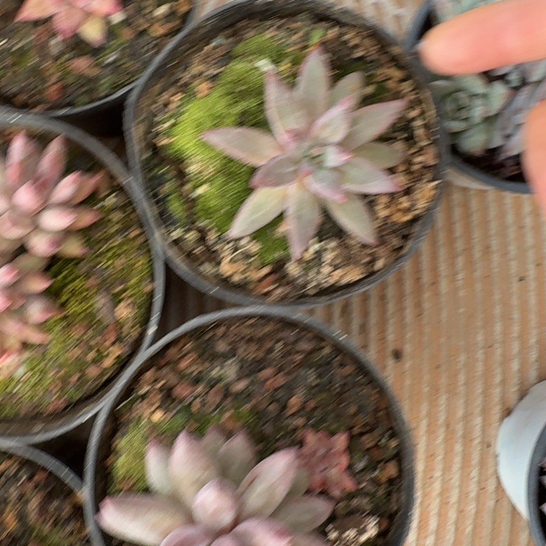 无花朵虞美人尾货  小单头