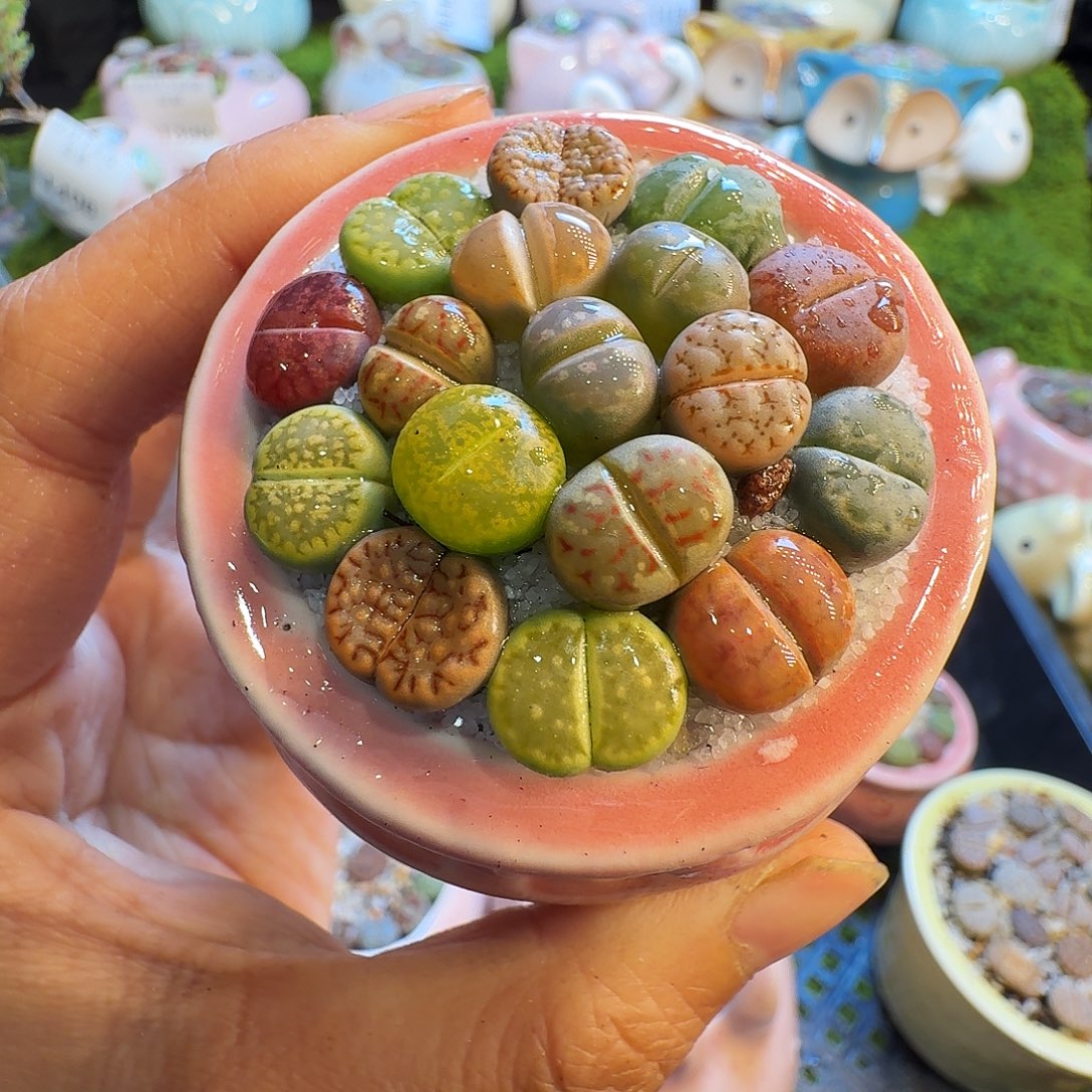 多肉植物福利冲1459