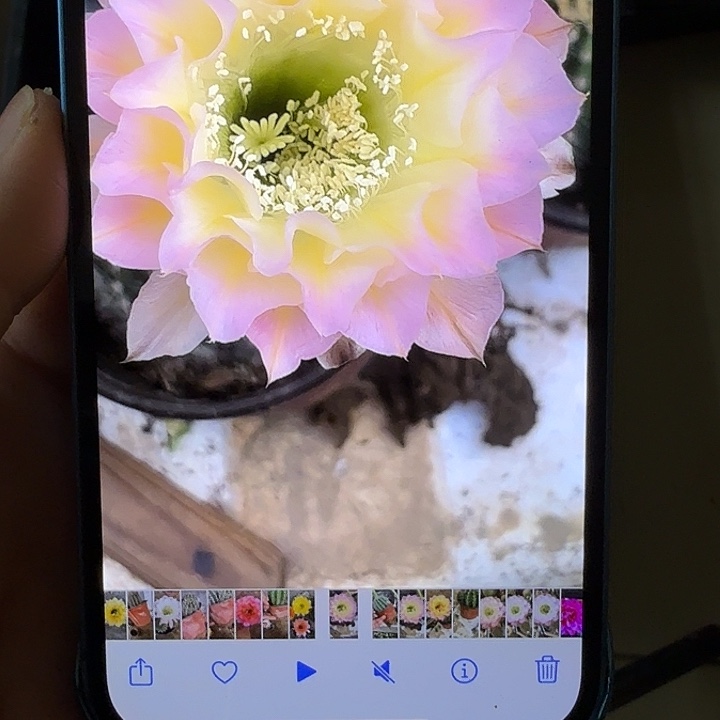 仙人球彩草侧芽歪g4153瑕疵