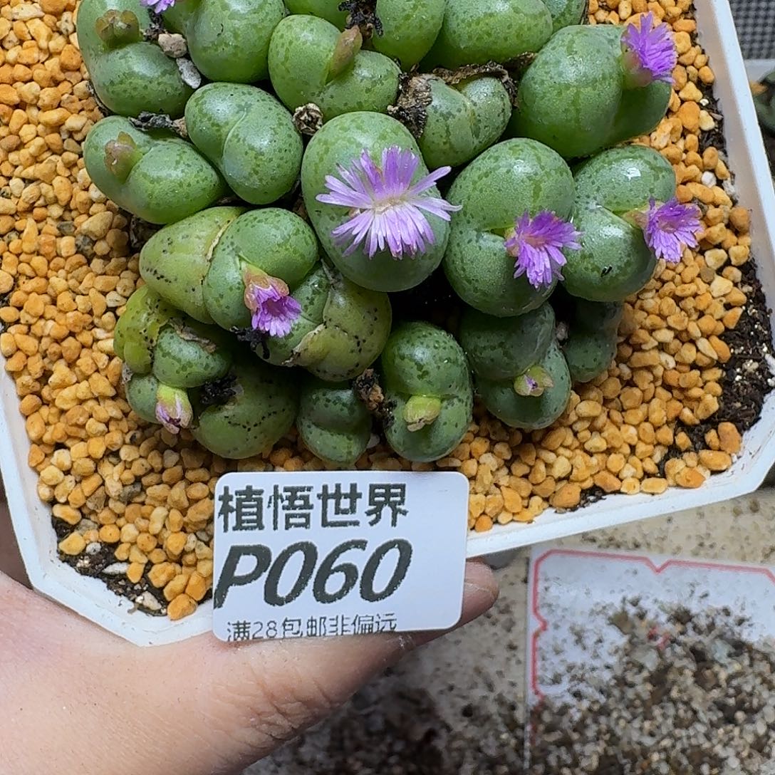 多肉植物的人生fhjn