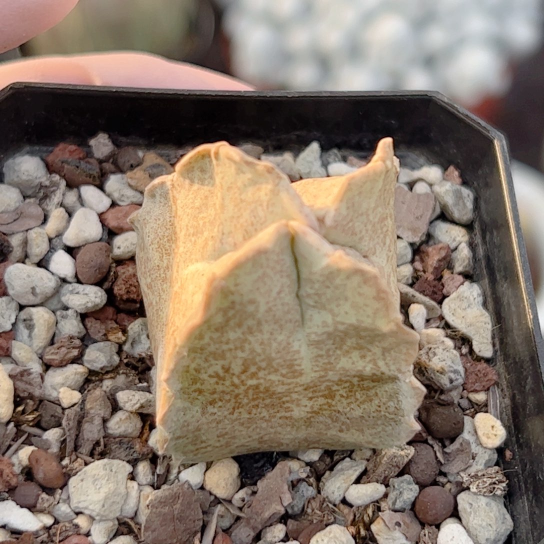 四方罗摩卡萨白沙龙