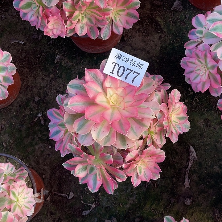 077粉女巫多肉植物    