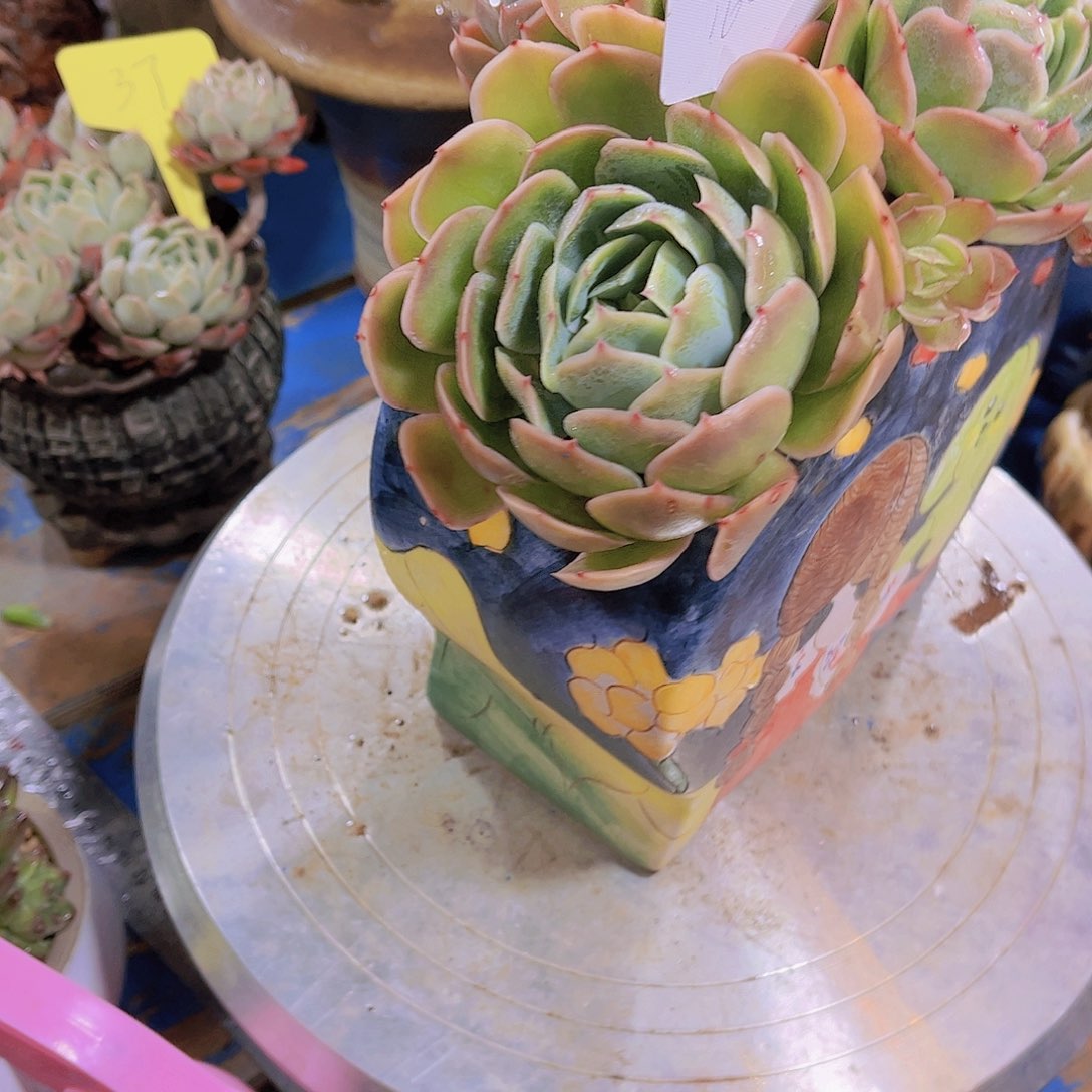 红陶?****?多肉植物保护研究所