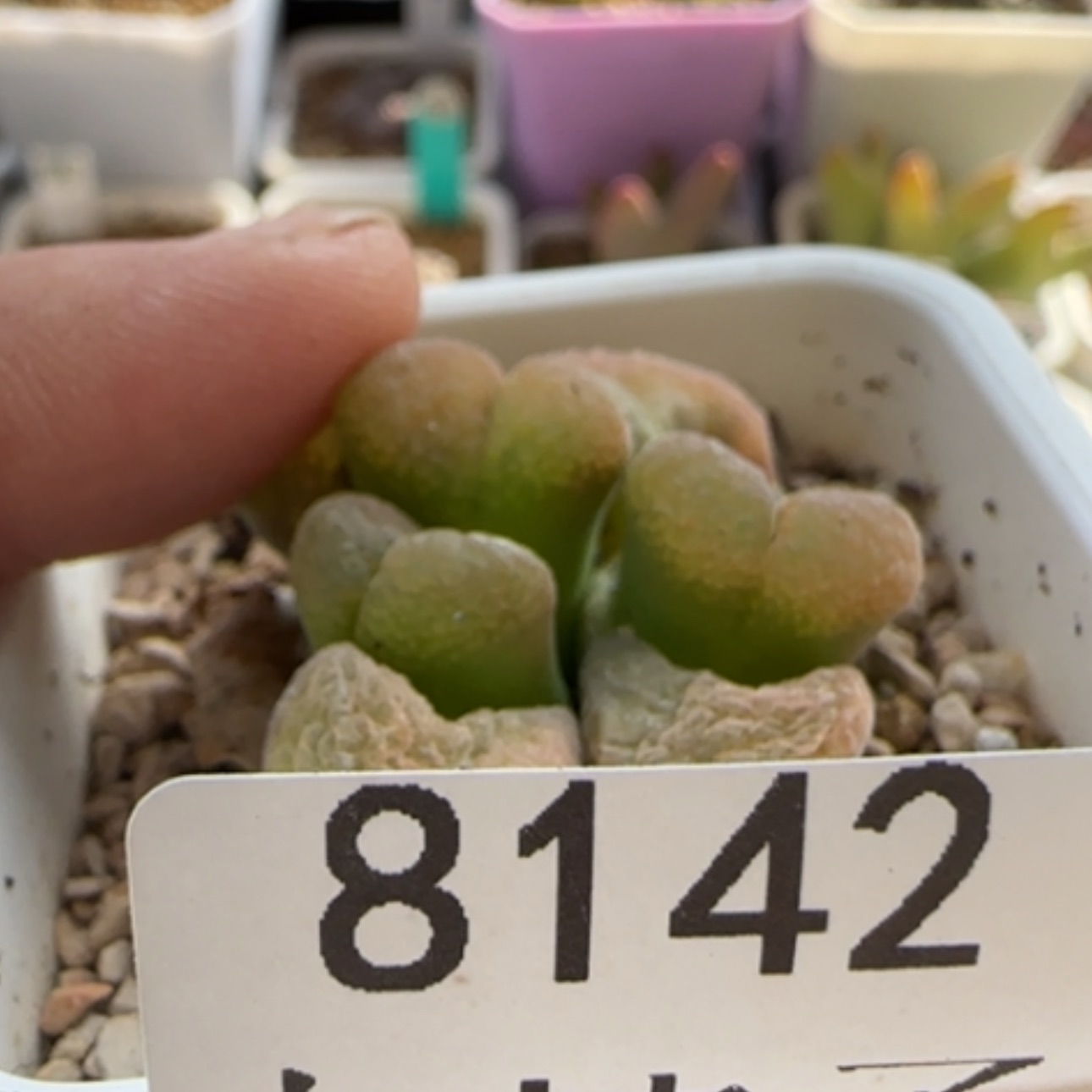 【闪购商品】紫**夏8142       