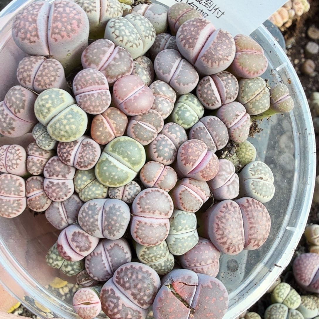 我想说什么我没办法不654