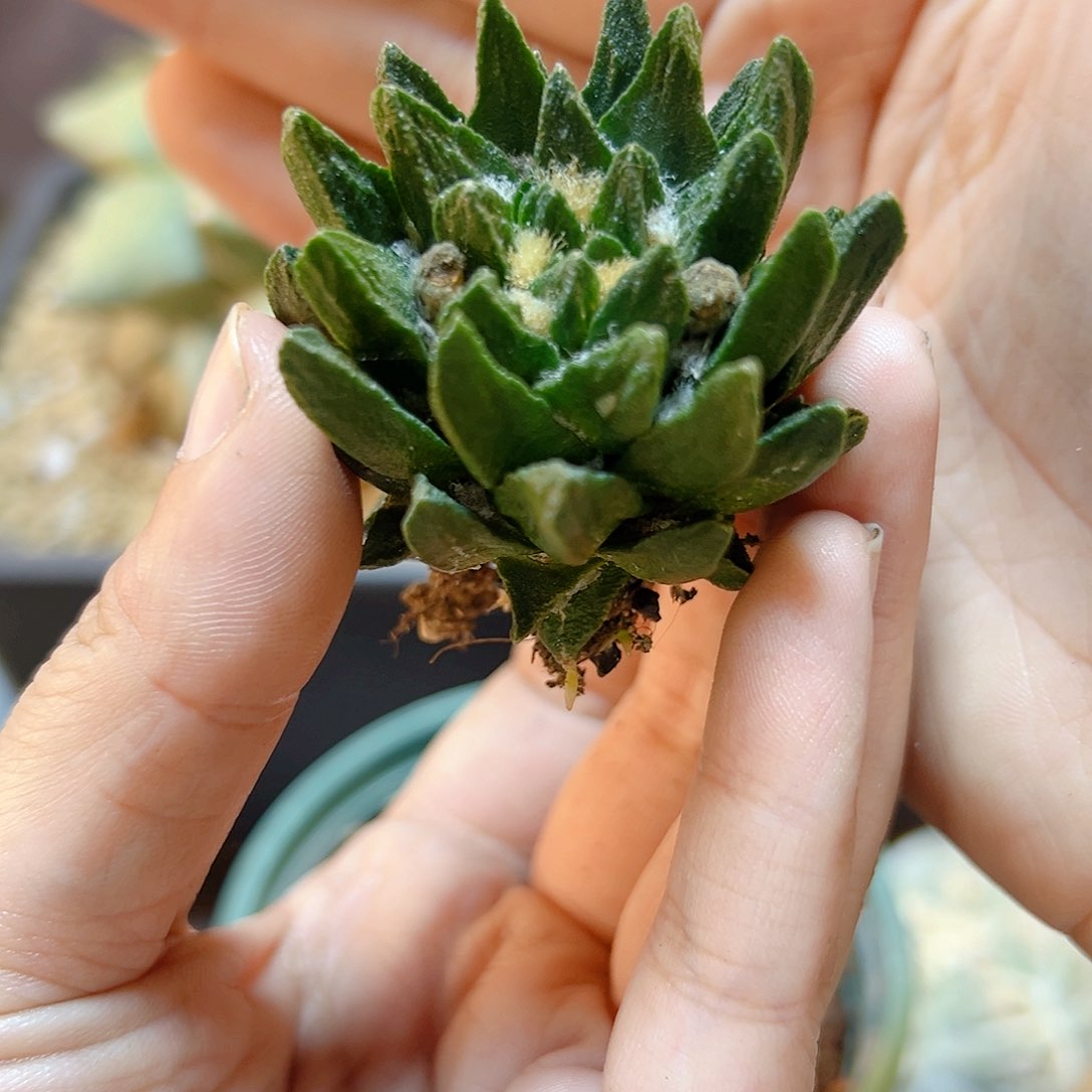 晚21号自根龙角牡丹4.8公分