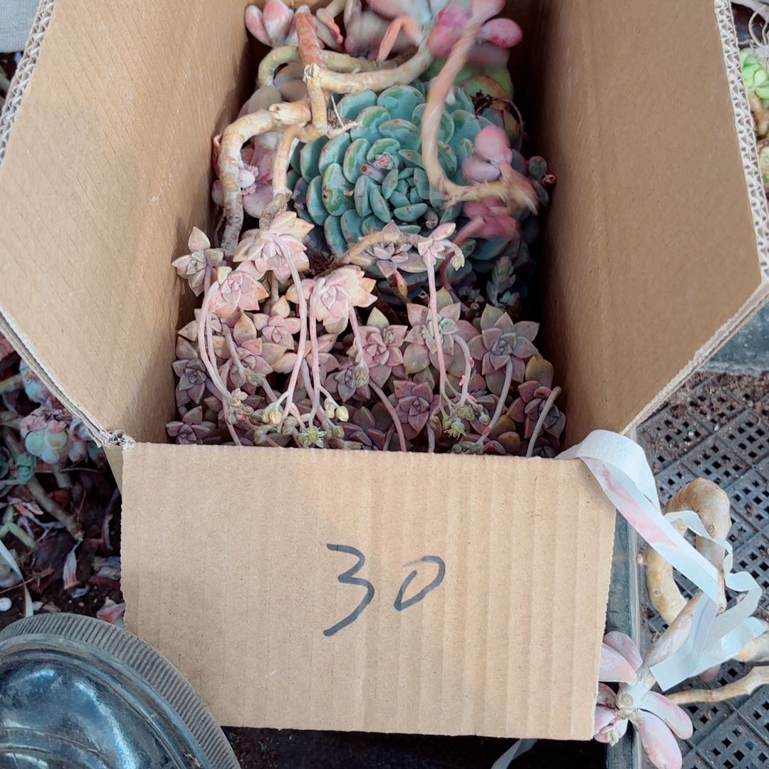 志**舍不售后杂花30。   