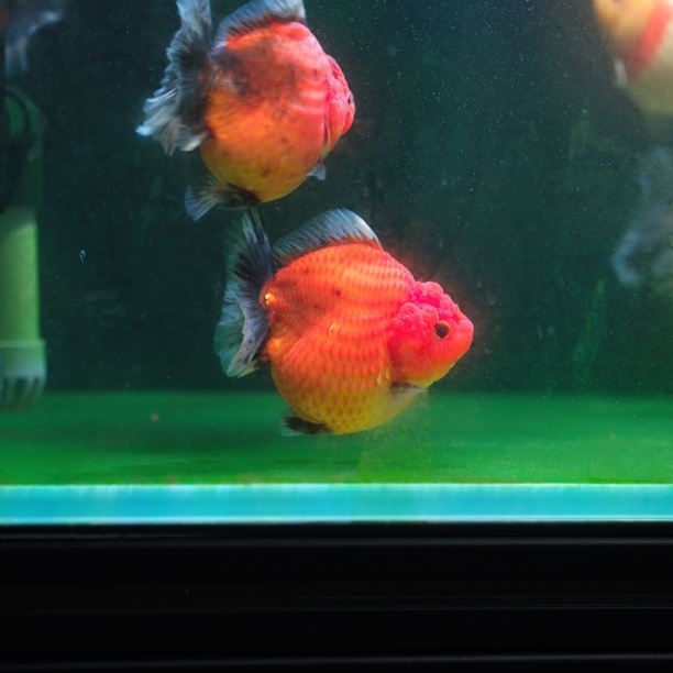 将军泰狮（顺丰到付，直播链接，以直播间展示为准）