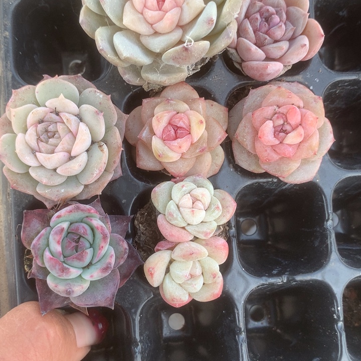 9颗。一物一拍。包邮 